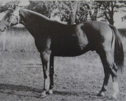 stallion Odin 1347 (Noble Warmblood, 1973, from Othello Mo 1305)