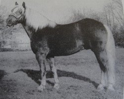 stallion Steyr 56 (Haflinger, 1973, from Stereo Mo 35 H)