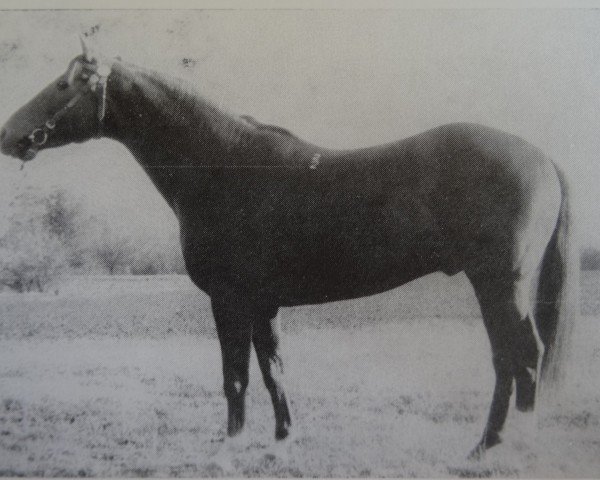 stallion Orator 1342 (Trakehner, 1972, from Almanach I)