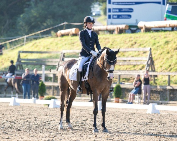 dressage horse Vidar Odinson (German Riding Pony, 2020, from Top Vancouver)