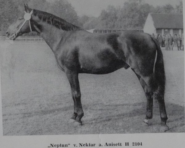 Deckhengst Neptun 1349 (Edles Warmblut, 1973, von Nektar Mo 1308)