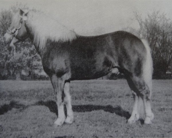 stallion Stajo (Haflinger, 1973, from Staps 29)