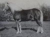 stallion Stajo (Haflinger, 1973, from Staps 29)