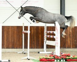 jumper Berlin FS (German Riding Pony, 2021, from Basaretto)