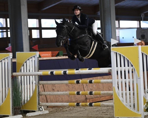 Springpferd Nikol Hs (Tschechisches Warmblut, 2014, von Aristo Z)