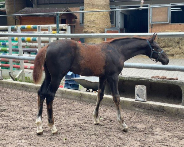 jumper Tobango (German Sport Horse, 2024, from Tobaro)