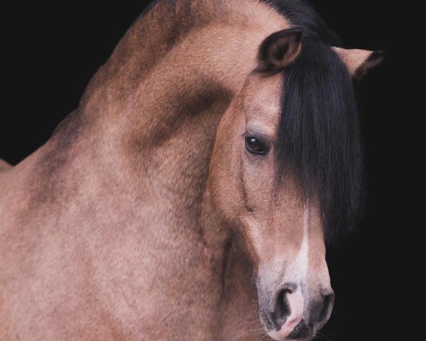 horse Follow me vom Alten Grenzhof (Welsh-Cob (Sek. C), 2002, from Reifenstein vom Alten Grenzhof)