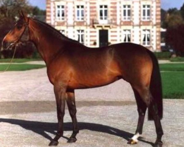 stallion Jenny de la Cense (Selle Français, 1997, from Dandy du Plape)