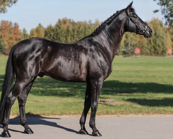 stallion Heksteris (Lithuanians Warmblood, 2012, from Hipoidas)