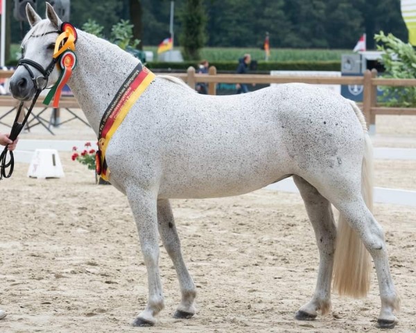 broodmare St.Pr.A. Gayle (Connemara Pony, 2011, from Kilpatrick Boy)