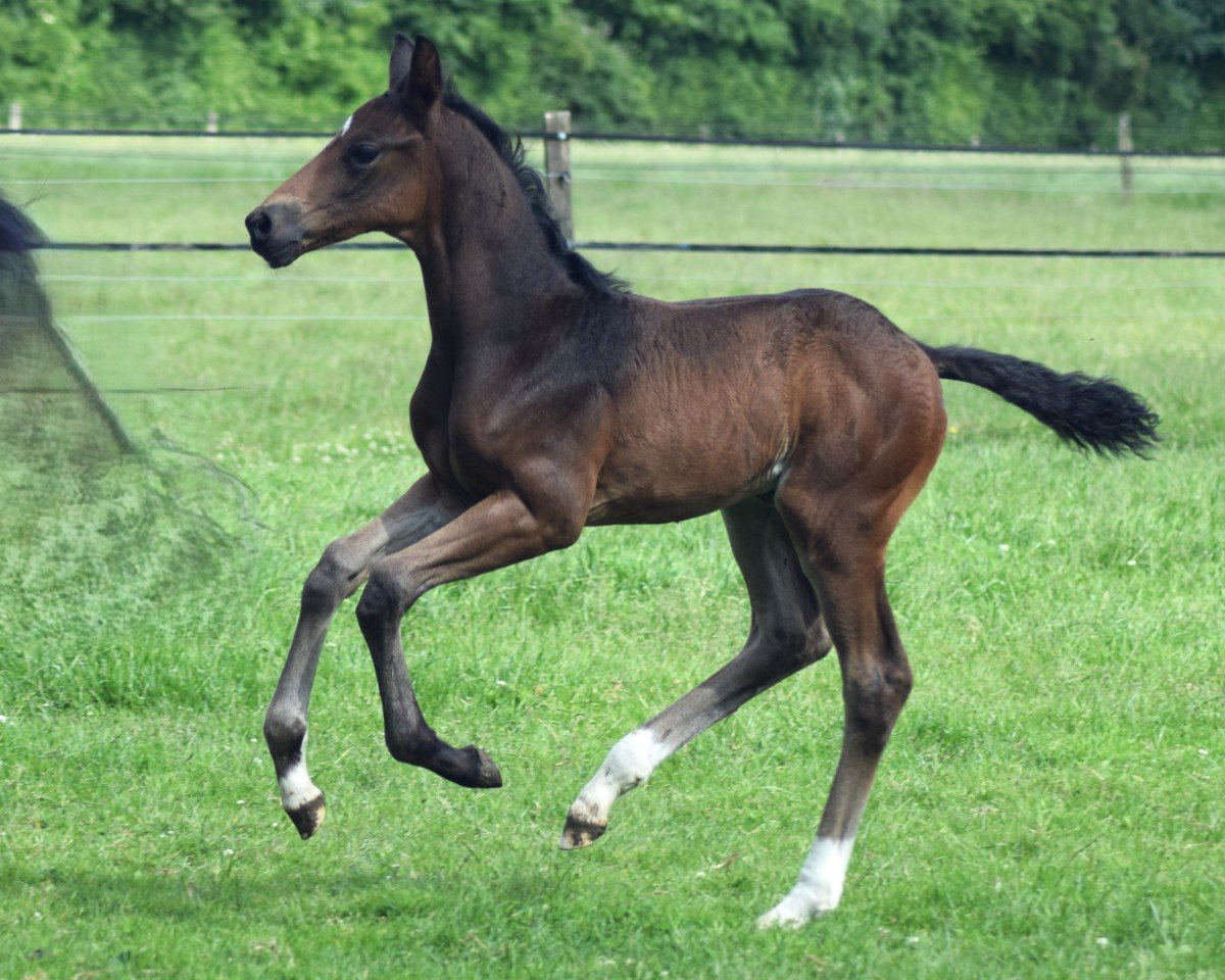dressage horse Bon Jovi (Oldenburg, 2024, from Bonds)
