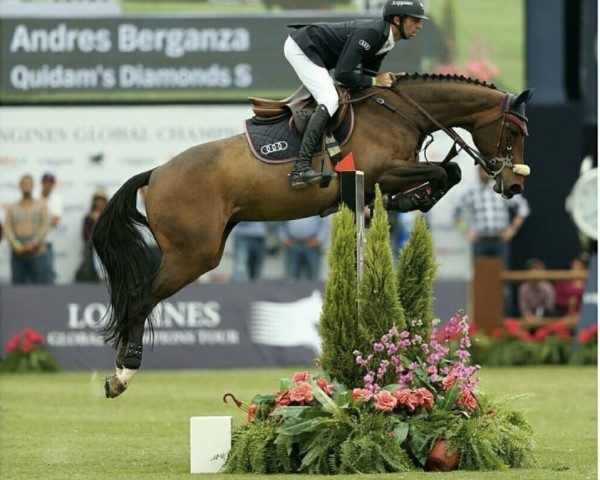 jumper Quidam's Diamonds S (Holsteiner, 2008, from Quidam's Rubin)