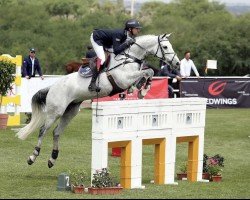 jumper Gangnam Style (KWPN (Royal Dutch Sporthorse), 2005, from Indorado)