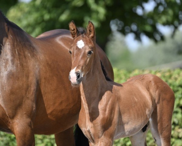 jumper Hengst von Chacco Chacco / Cloney (German Sport Horse, 2022, from Tannenhof's Chacco Chacco)