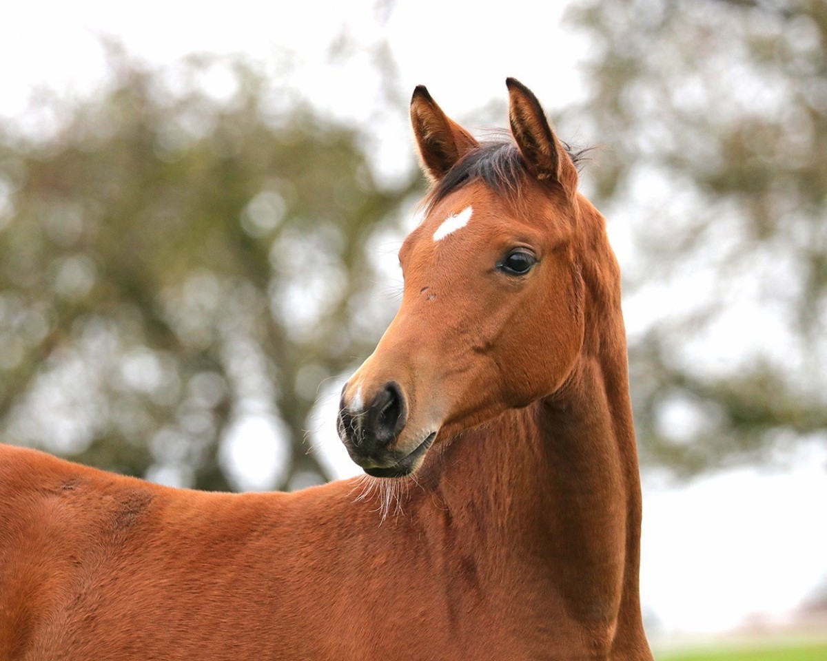 Springpferd Calea von Herzwil CH (Schweizer Warmblut, 2024, von Comme Prevu)