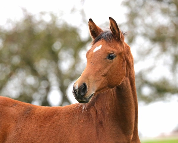 Fohlen von Calea von Herzwil CH (Schweizer Warmblut, 2024, von Comme Prévu 2)