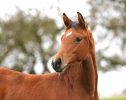 Fohlen von Calea von Herzwil CH (Schweizer Warmblut, 2024, von Comme Prevu)