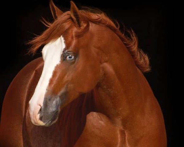 stallion Walla Walla Gunshine (Quarter Horse, 2010, from Spooks Gotta Gun)