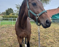 broodmare Rosegarden (Westphalian, 2008, from Rock Forever NRW)