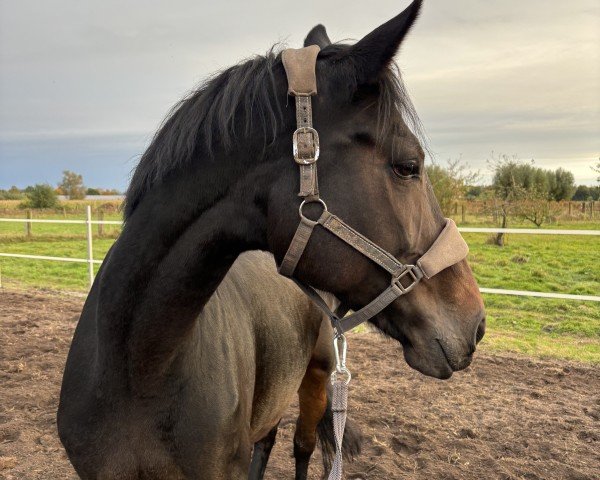 broodmare Rock'n Rose 9 (Westphalian, 2013, from Rock Forever NRW)