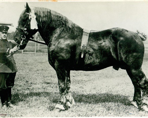 stallion Bloc de Calbreucq (Brabant/Belgian draft horse,  , from Tiburce BS 37596)