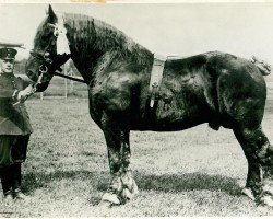 stallion Bloc de Calbreucq (Brabant/Belgian draft horse,  , from Tiburce BS 37596)