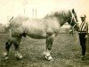 stallion Loßberg von Wolfersom Ldb Wi (Rhenish-German Cold-Blood, 1925, from Lothar III RS 651)