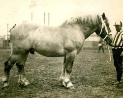 stallion Loßberg von Wolfersom Ldb Wi (Rhenish-German Cold-Blood, 1925, from Lothar III RS 651)