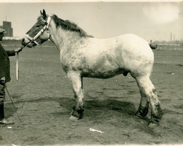 Pferd Logarithmus RS Lb,Wi (Rheinisch-Deutsches Kaltblut, 1927, von Lothar III RS 651)