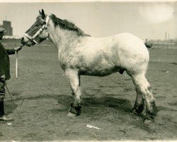 horse Logarithmus RS Lb,Wi (Rhenish-German Cold-Blood, 1927, from Lothar III RS 651)