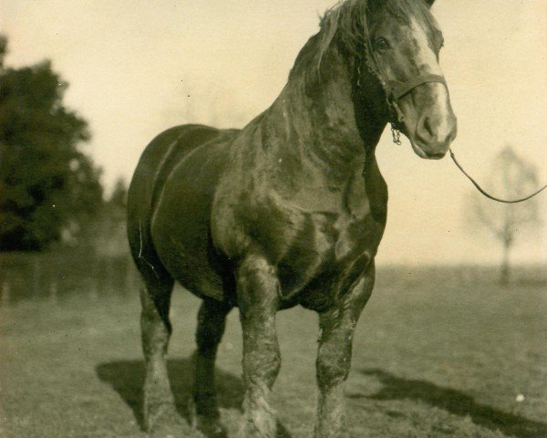 Deckhengst Songe d'Or (Brabanter/Belgisches Kaltblut, 1915, von Rêve de Rêves B. S. 54288)