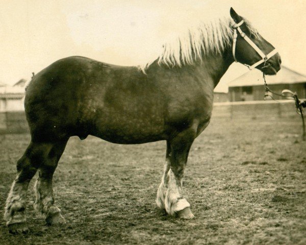 Deckhengst Quis von Geretzhoven RS 906 (Rheinisch-Deutsches Kaltblut, 1922, von Biedermann RS 438, S.A. 640)