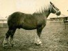 stallion Quis von Geretzhoven RS 906 (Rhenish-German Cold-Blood, 1922, from Biedermann RS 438, S.A. 640)