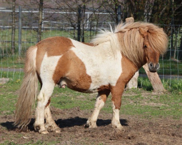 Deckhengst Alf (Shetland Pony, 2017, von Ambitie van de Zandkamp)