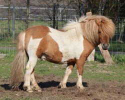 Deckhengst Alf (Shetland Pony, 2017, von Ambitie van de Zandkamp)