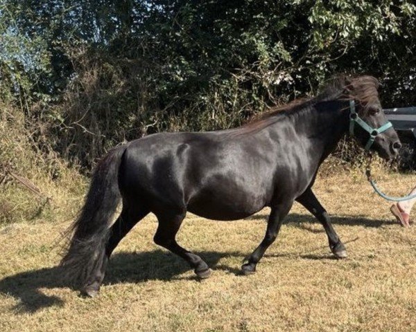 broodmare Beauharnais van Isala (Shetland Pony, 2008, from Stef v.d. Mulder)