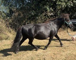 Zuchtstute Beauharnais van Isala (Shetland Pony, 2008, von Stef v.d. Mulder)