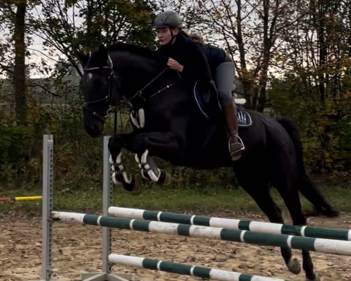 Springpferd Quanto (Deutsches Sportpferd, 2018, von Quiz)