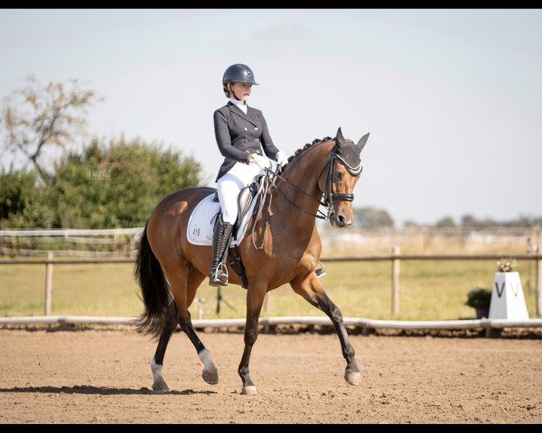 dressage horse Victoria's Secret 19 (Hanoverian, 2016, from Veneno)