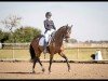 dressage horse Victoria's Secret 19 (Hanoverian, 2016, from Veneno)