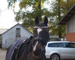 horse Spanish Eyes Tcf (German Riding Pony, 2006, from Special Dream TCF)