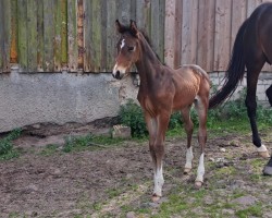 foal by Calimero's confringo (Holsteiner, 2024, from Corrido 4)