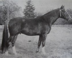 stallion Astronom 1357 (Trakehner, 1974, from Karneol)