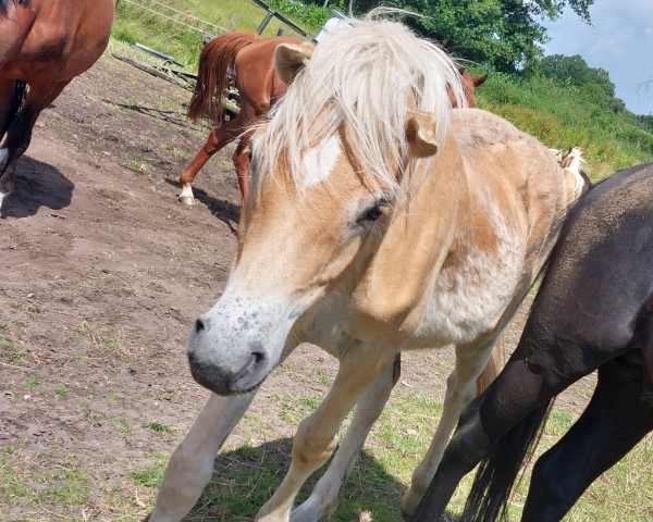 Pferd Stanis Gismo (Haflinger, 2023, von Stratos)