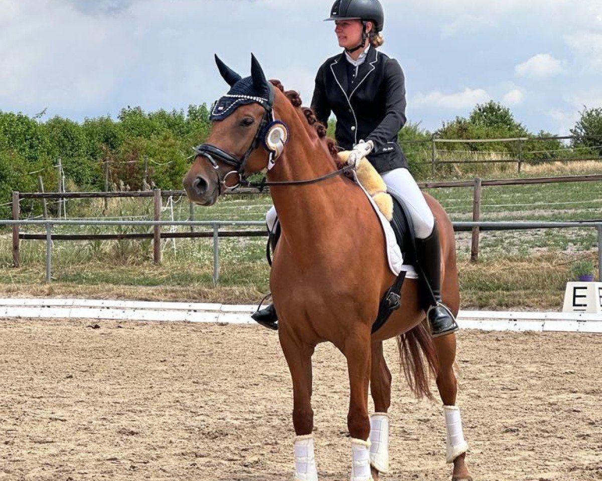dressage horse Blind Date R (Hanoverian, 2019, from Bordeaux 28)