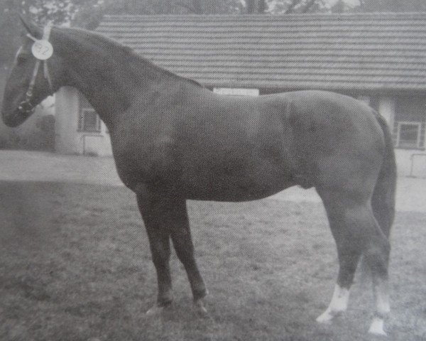 stallion Adelbert 1360 (German Warmblood, 1975, from Adept 2602)