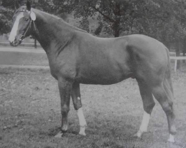 Deckhengst Veronal 1358 (Trakehner, 1975, von Alarm 1324)