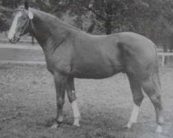 stallion Veronal 1358 (Trakehner, 1975, from Alarm 1324)