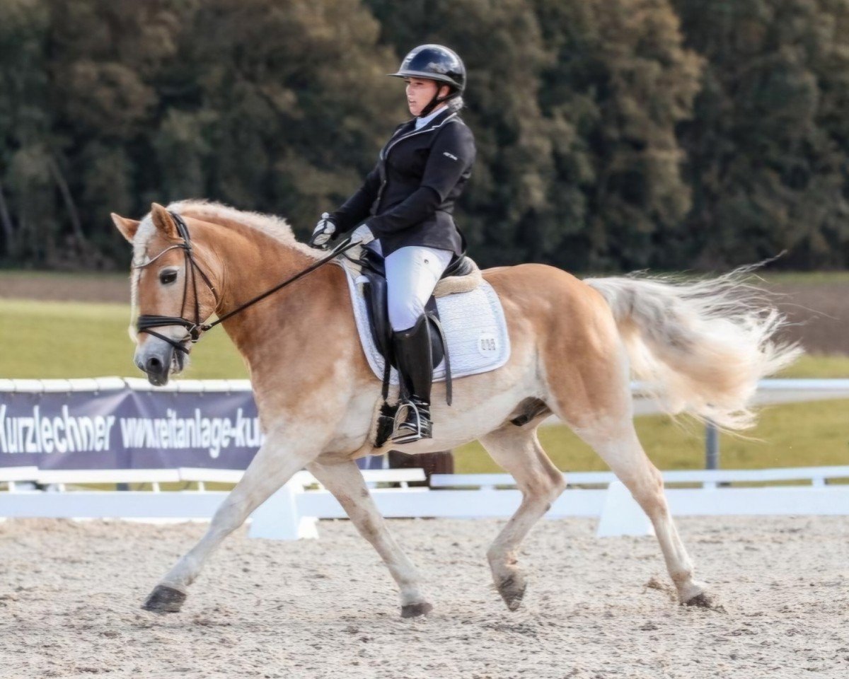 dressage horse Almprinz 11 (Haflinger, 2009, from Almfürst van het Groentenhof)