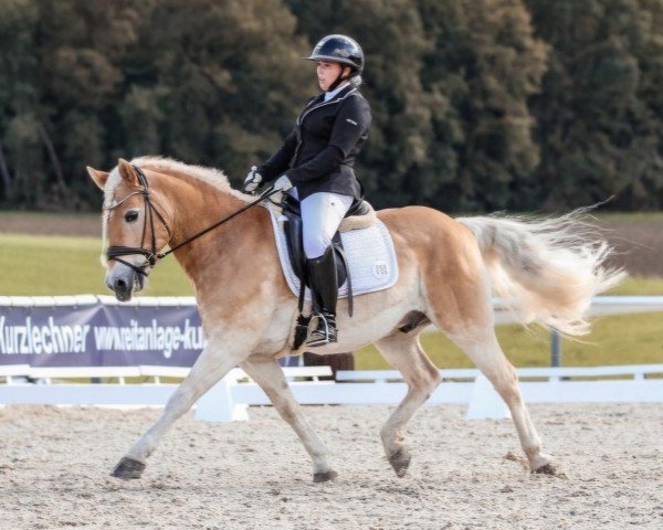 Dressurpferd Almprinz 11 (Haflinger, 2009, von Almfürst van het Groentenhof)